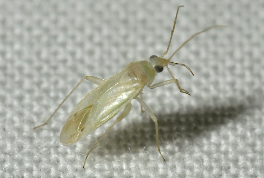 Miridae:  Orthotylus sp. (cfr.) e Phylus melanocephalus